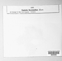 Sphaerulina oxyacanthae image